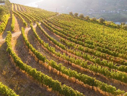 Green Golden Vineyard Terraces of Douro Valley on Sunny Morning. Portugal. Aerial Drone Shot