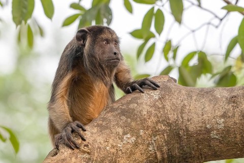 Black howler (Alouatta), juvenile, Pantanal, inland, wetland, UNESCO Biosphere Reserve, World