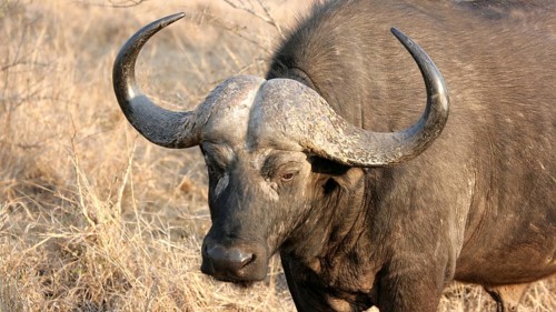 Cape buffalo, Sabi Sands, Kruger National Park, South Africa South Africa