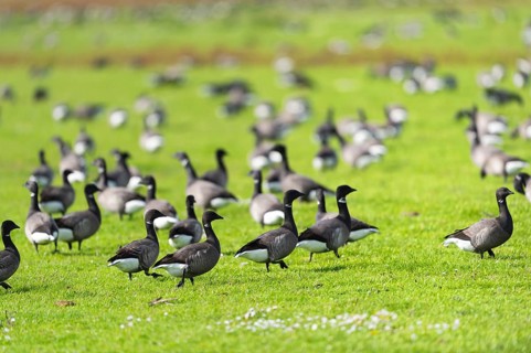 Flock Wild geese in the grass at Dutch wadden island Terschelling