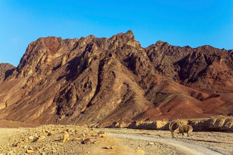 Wild mountain goat with curled horns in the Eilat Mountains. The rocks are composed of sandstones,