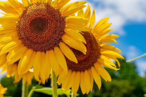 A vast field of golden sunflowers sways gently in the warm summer breeze, their bright heads turned