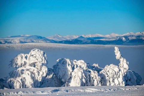 Snowy bushes in front of a mountain range under a clear sky, Yukon, Canada, North America