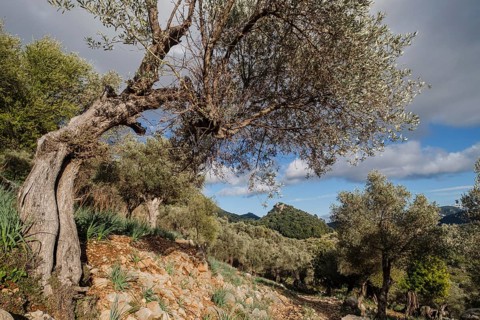 Orient valley, Mallorca, Balearic Islands, Spain, Europe