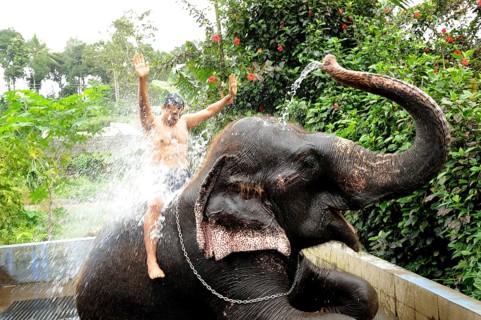Elephant spraying water on man, Thekkady, Kerala, India, Asia, MR#801B, Asia