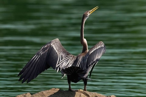 Darter at lake side India Asia