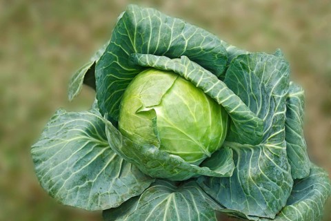 Green vegetable cabbage brassica oleracea var growing in field