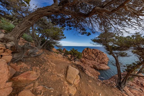 Coastal landscape with bizarre red rocks and gnarled trees with a view of the sea in the sunshine,