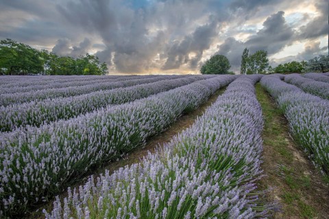 Beautiful summer evening in a lavender field. Large blue lavender bushes blooming in a cultivation