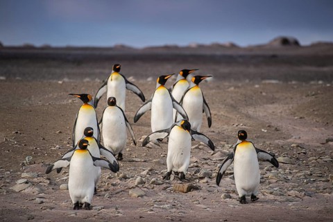 King penguins (Aptenodytes patagonicus), on their way to the sea, Volunteer Point, Falkland