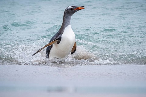 A gentoo penguin (Pygoscelis papua) reaches a beach, Bleaker Island, Falkland Islands, Great