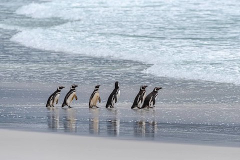 Magellanic penguins (Sphreniscus magellanicus), group on their way to the sea, Volunteer Point,