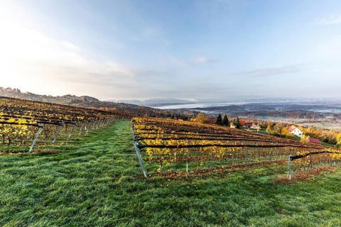 Morning atmosphere at the vineyard, fog drifts over wooded hills in the valley, St. Andrä-Höch,