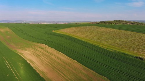 Aerial view of amazing green wavy hills with agricultural fields and vineyards in spring. South