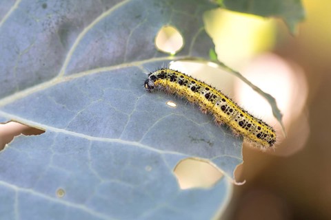 Cabbage butterfly (Pieris brassicae), caterpillar feeding on cabbage leaves, Velbert, North