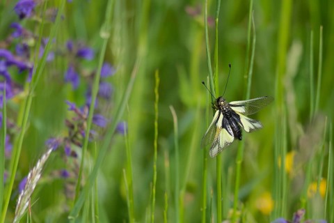 Dragonfly butterfly (Libelloides coccajus) in the Kocher valley, Kocher, Künzelsau, Hohenlohe,