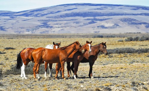 The herd of wild mustangs. Patagonian pampas on a summer day