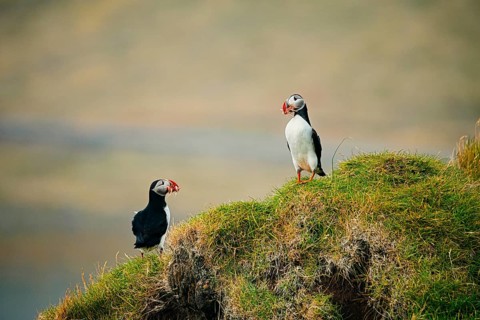 Puffins on a grass-covered cliff appearing to communicate naturally, bird, puffins, puffins, animal