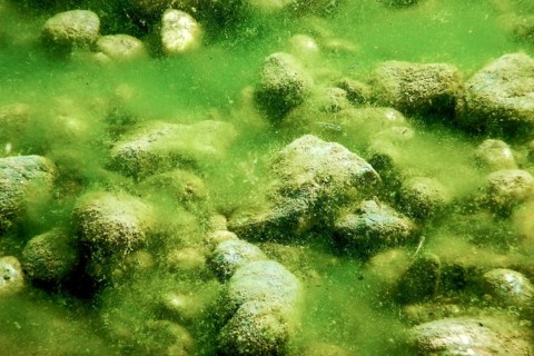 Rocks underwater on riverbed covered with green algae, water quality