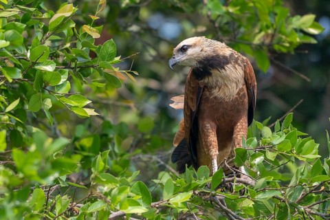Fish Buzzard (Busarellus nigricollis), Pantanal, inland, wetland, UNESCO Biosphere Reserve, World