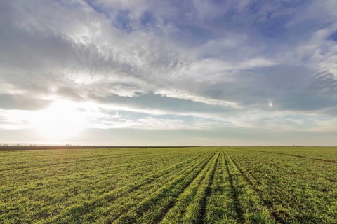 Wheat seedlings growing in a field. Young green wheat growing in soil