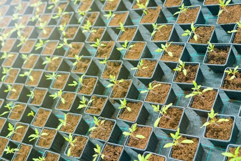 Sprouted Tomato. Potted Tomato Seedlings Green Leaves