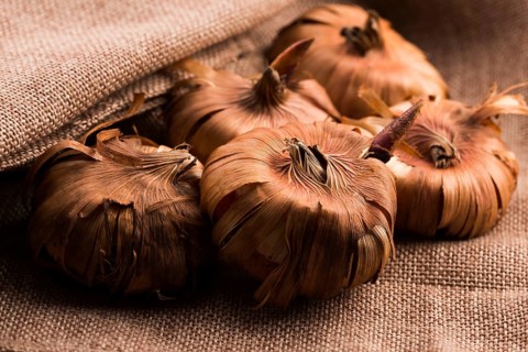 Gladiola bulbs ready to plant in the spring garden