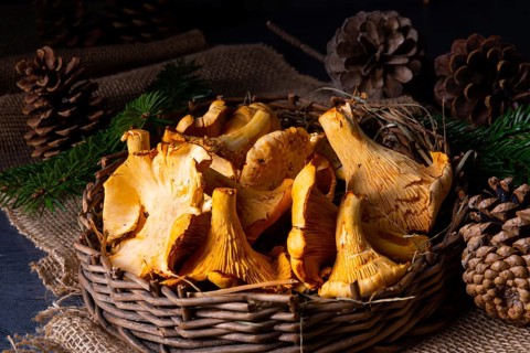 Real chanterelles, a delight from the forest