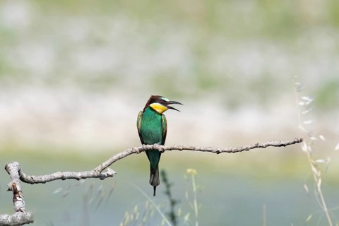 Merops apiaster, italy