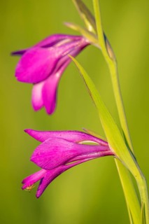 Marsh Gladiolus (Gladiolus palustris) in a botanical nature reserve in France