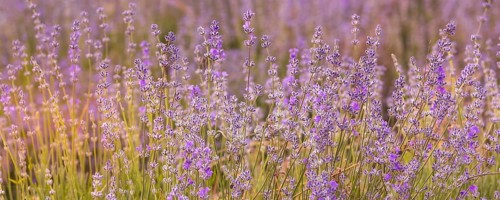 Violet purple lavender field close-up banner. Flowers selective focus, blur background