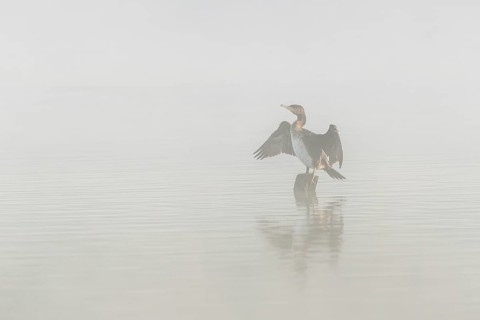 Great cormorant (Phalacrocorax carbo) perched on a branch drying the wings. Bas-Rhin, Alsace, Grand