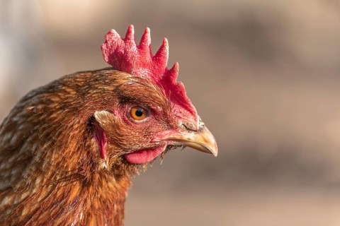 Portrait of a red hen in a chicken coop. France