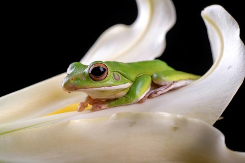 Green frog inside a flower petals