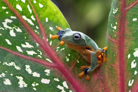 Green tree flying frog (Rhacophorus reinwarditii) sitting on a leaf