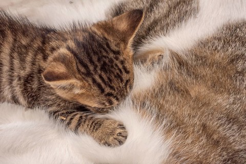 Kittens snuggled up on her mother to suck on breast milk. France