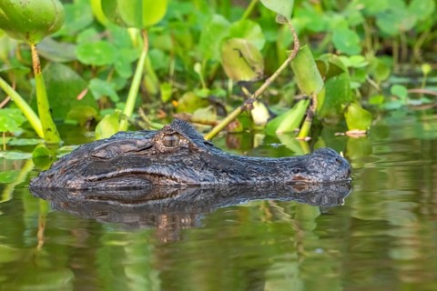 Spectacled caiman (Caiman crocodilus yacara), Crocodile (Alligatoridae), crocodile (Crocodylia),