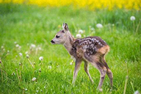 Young wild roe deer in grass, Capreolus capreolus. New born roe deer, wild spring nature