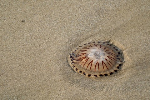 Compass Jellyfish in the sand