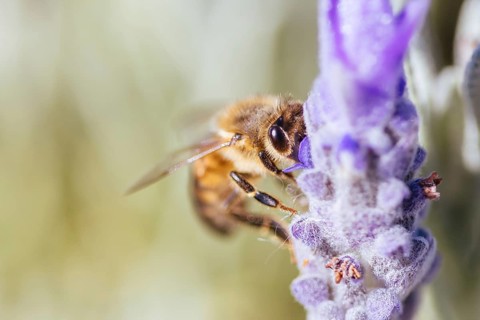 Closeup detail shot of a bee collecting pollen from lavender on sunny spring day in Axedale,