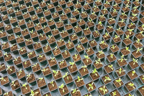 Baby plants growing inside of pots greenhouse nursery