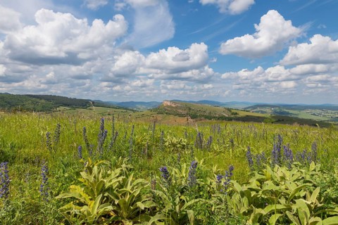 Environment of La Roche de Solutre with vineyards, and the giant rock to climb on the background,