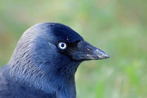 Portrait of a Jackdaw. portrait of a Jackdaw