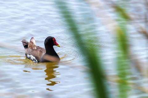 MoorhenSwimming on Water (Gallinula chloropus) Common Moorhen