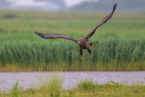 A white-tailed eagle (Haliaeetus albicilla) in flight over a green landscape with a background of
