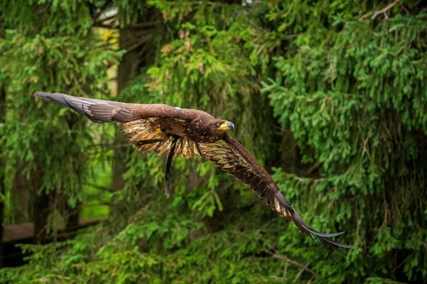 A majestic eagle in flight