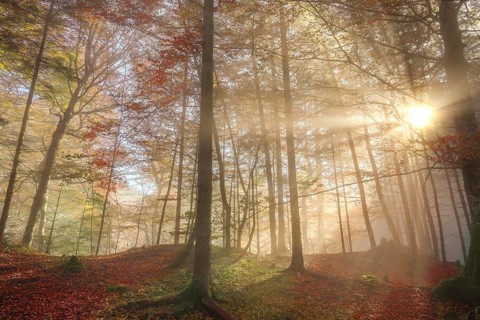 Representative image for the fall season, with a colorful forest, enlightened by sun rays that