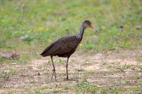 Side view of a Limpkin foraging on grassy ground, Pantanal Wetlands, Mato Grosso, Brazil, South