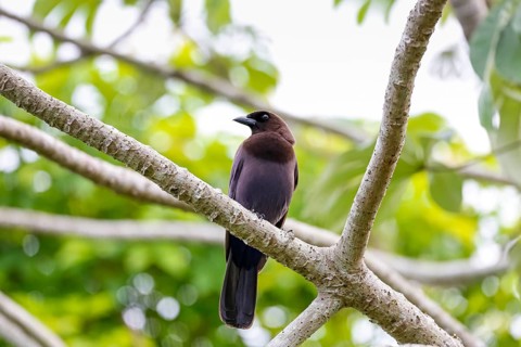 Purplish Jay perched on a bare branch against green background, Pantanal Wetlands, Mato Grosso,