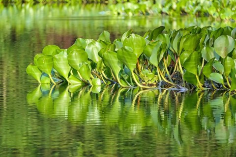Close-up of Water Hyacinth leaves reflecting on the water surface in sunshine, Pantanal Wetlands,